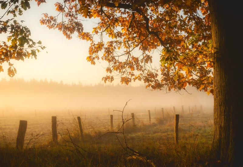 A6774303 07B9 4B17 89B5 B7459e96f7c3 Herfst