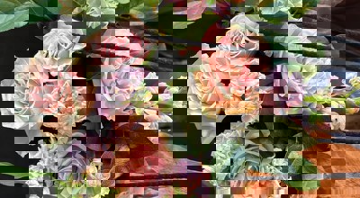 72811A4a 0331 4A9c 8Cbb Baf14453ce2a