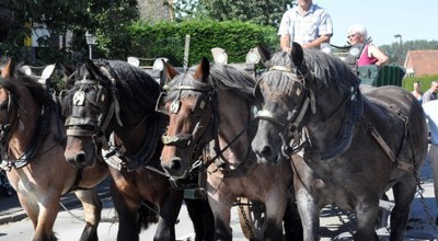 Trekpaarden Vollezele2