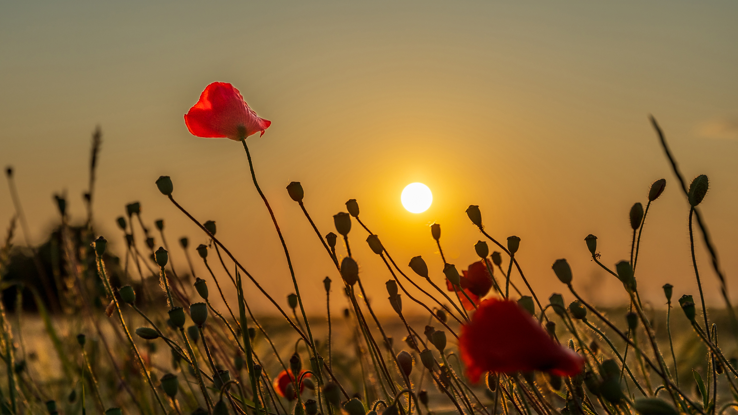 Zonsondergang (1)