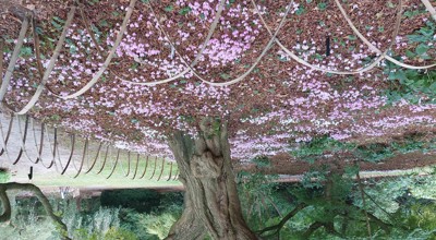 arboretum