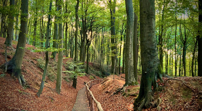 Heverlee Bos