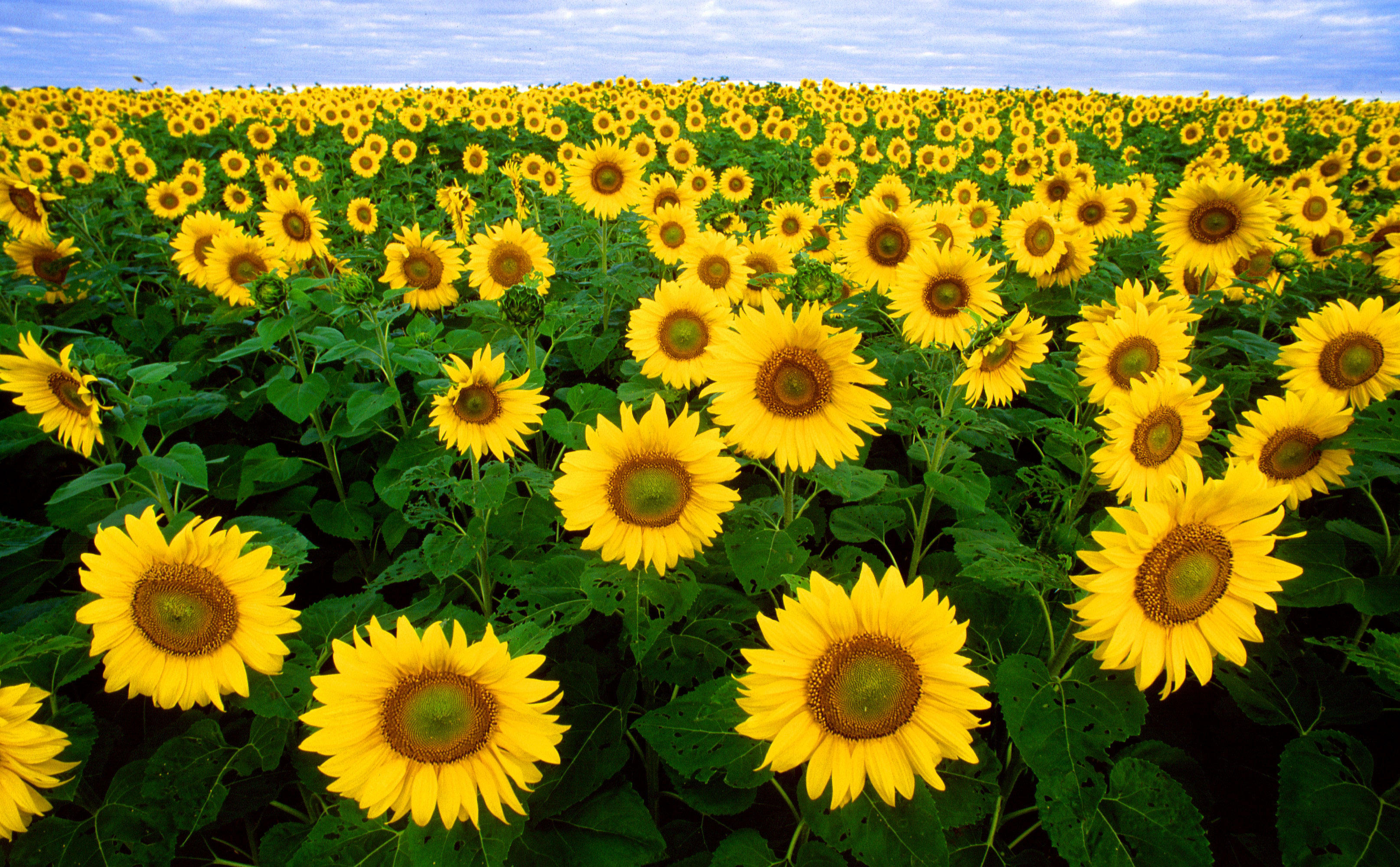 Het zomert met zonnebloemen