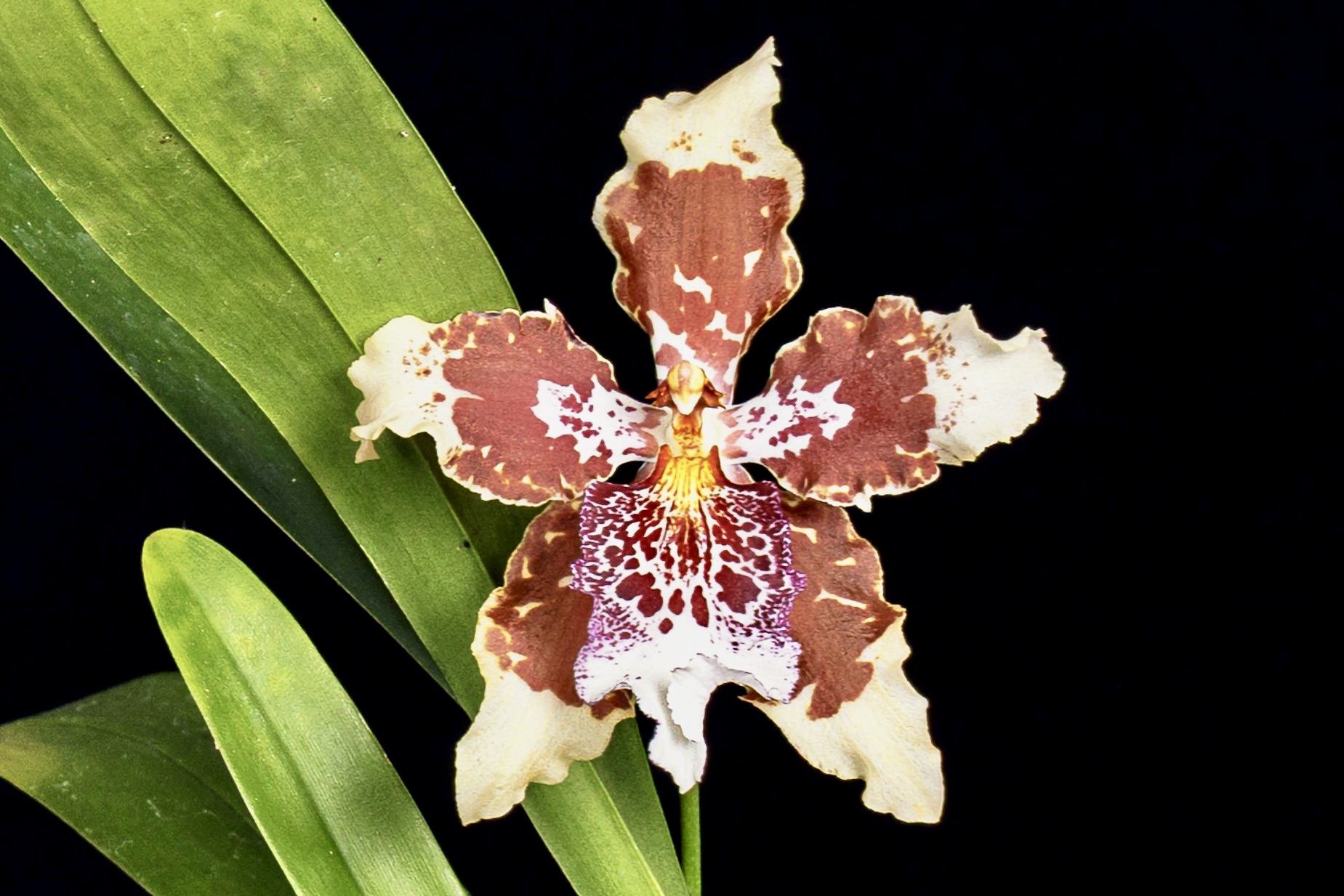 Odontoglossum Liedekerke