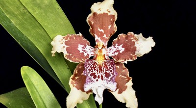 Odontoglossum Liedekerke