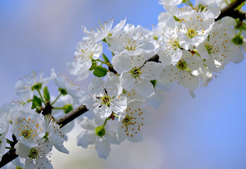 Nickype Blossoms 8647234 1280