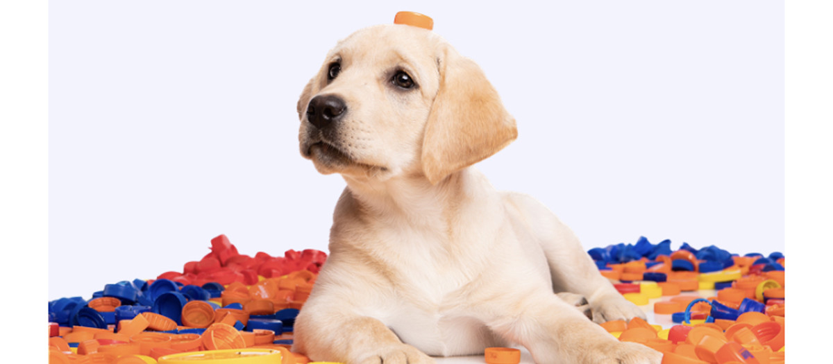 Geleide Honden0
