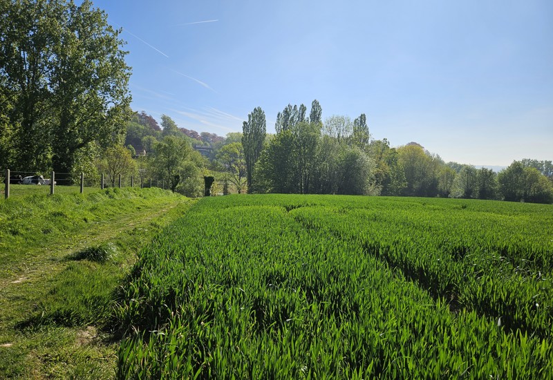 Ronse Wandeldag
