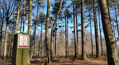 Hooggoedbos (1)