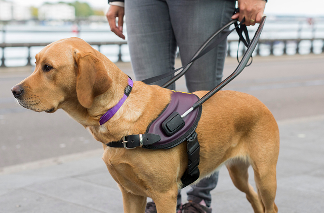 26-02-2026 Blindegeleidehond