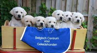 Blindgeleidehond