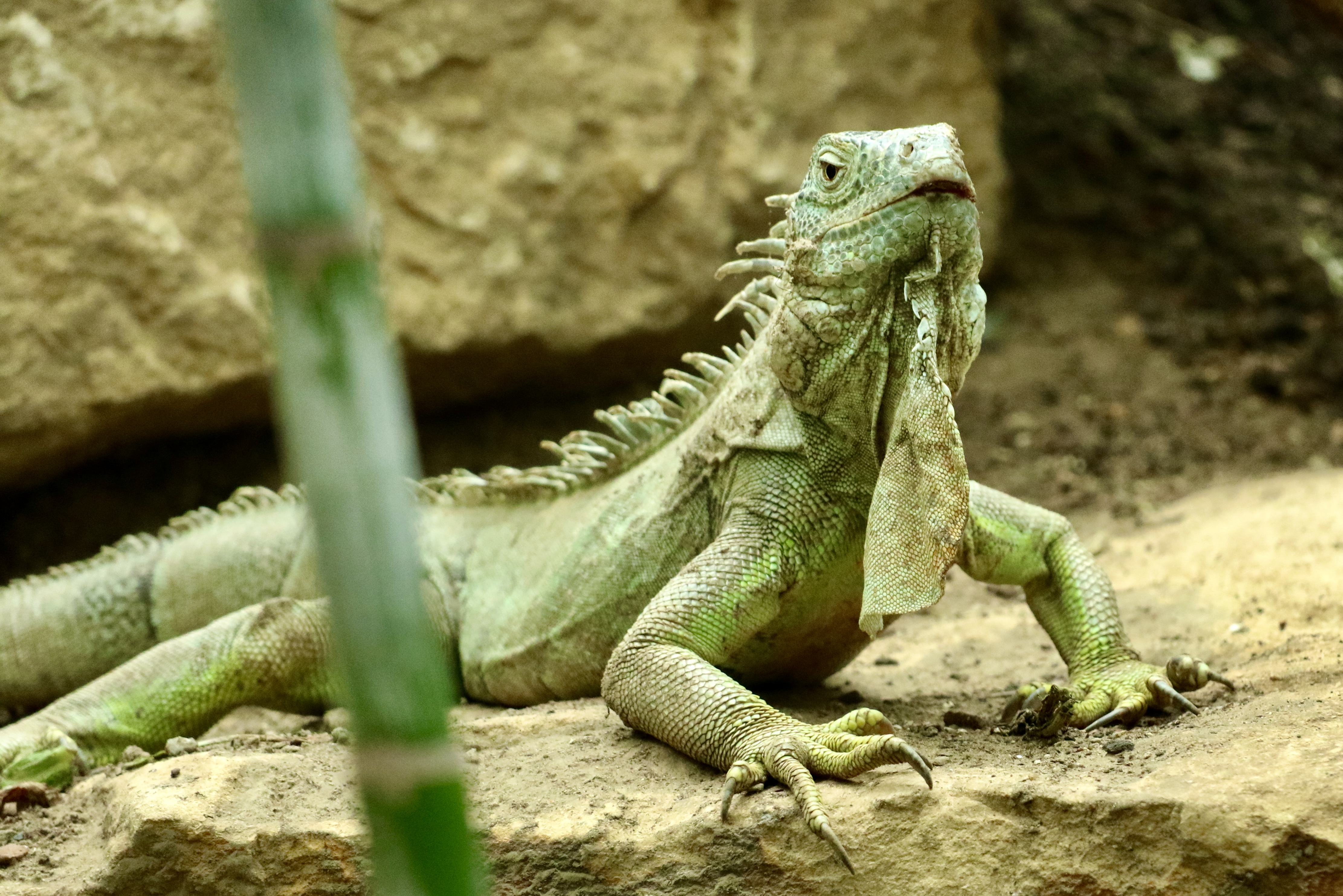 Pairi Daiza