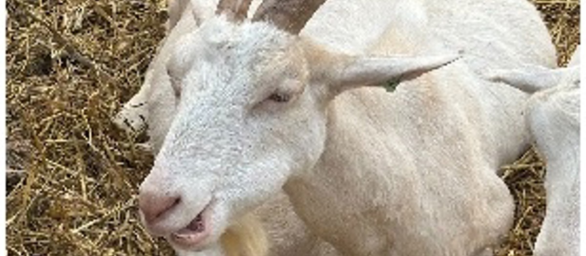 Geitjes