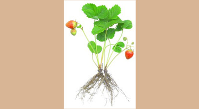 Aardbeien Fleerackers 2