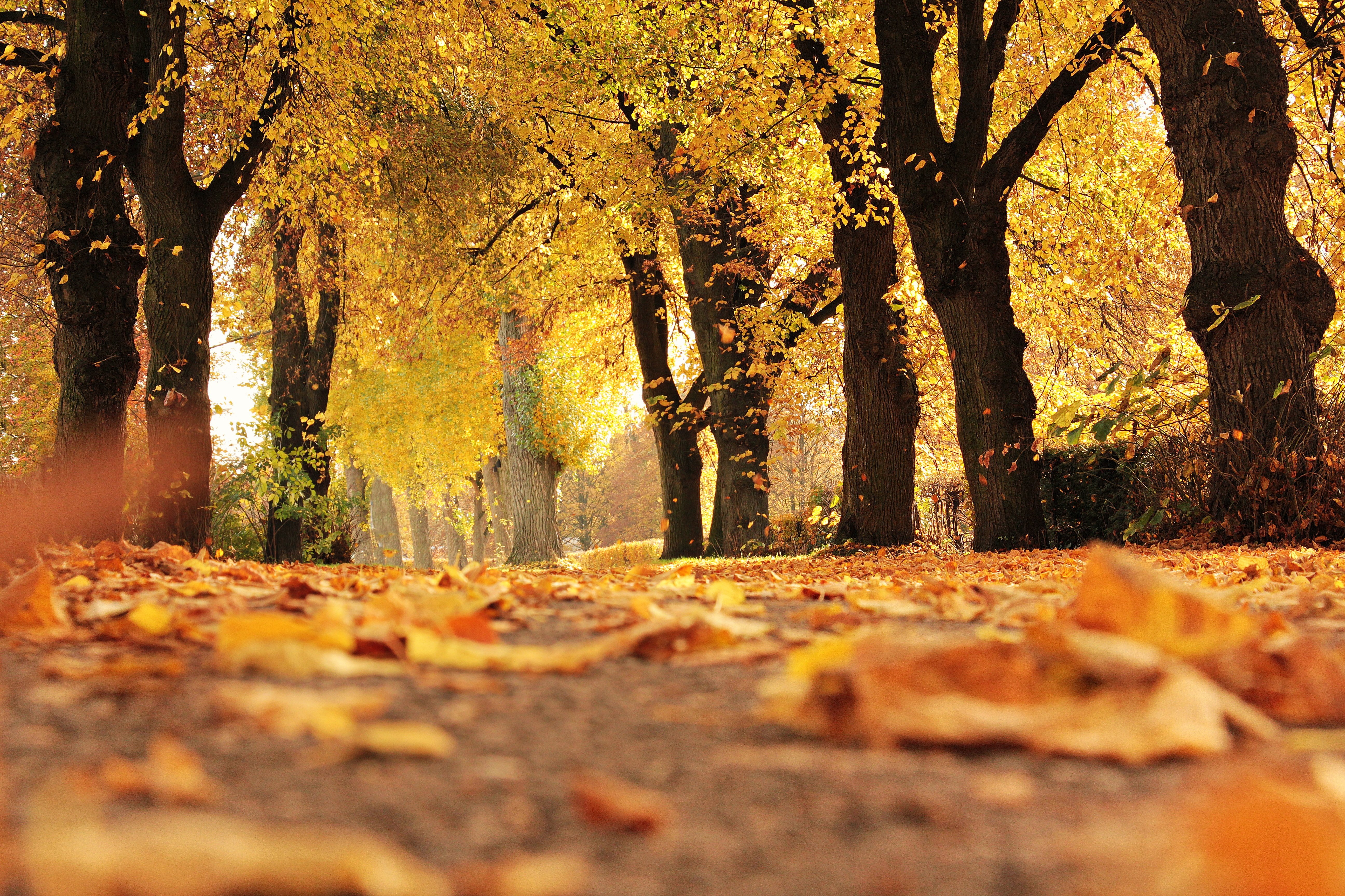 Herstfoto Voor Neos Website