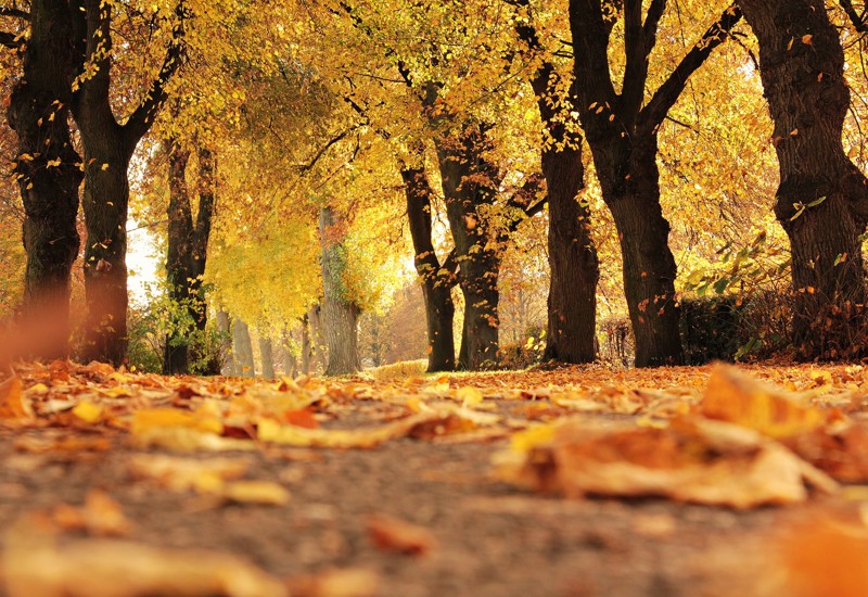 Herstfoto Voor Neos Website