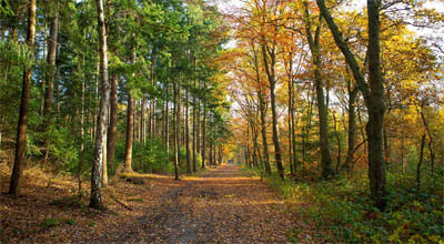 Herfstwandeling 400X220px