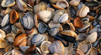 Shells Shell Beach Sand Nature Shellfish Colors 1388097