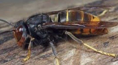 Aziatische Hoornaer-0421