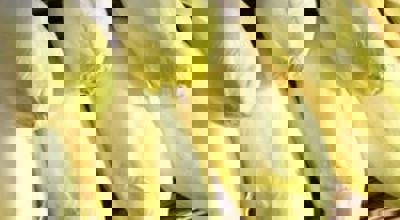 Witloof Chiconnettes