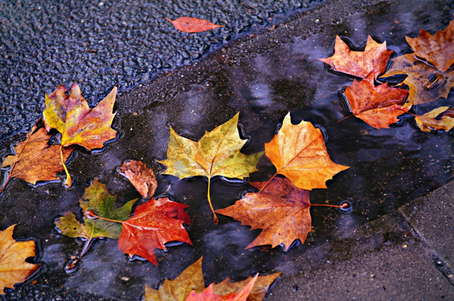 Herfstblad Kleurrijk Herfst Gratis Foto Op Pixabay