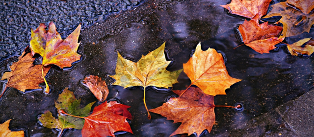 Herfstblad Kleurrijk Herfst Gratis Foto Op Pixabay