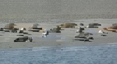 Zeehonden