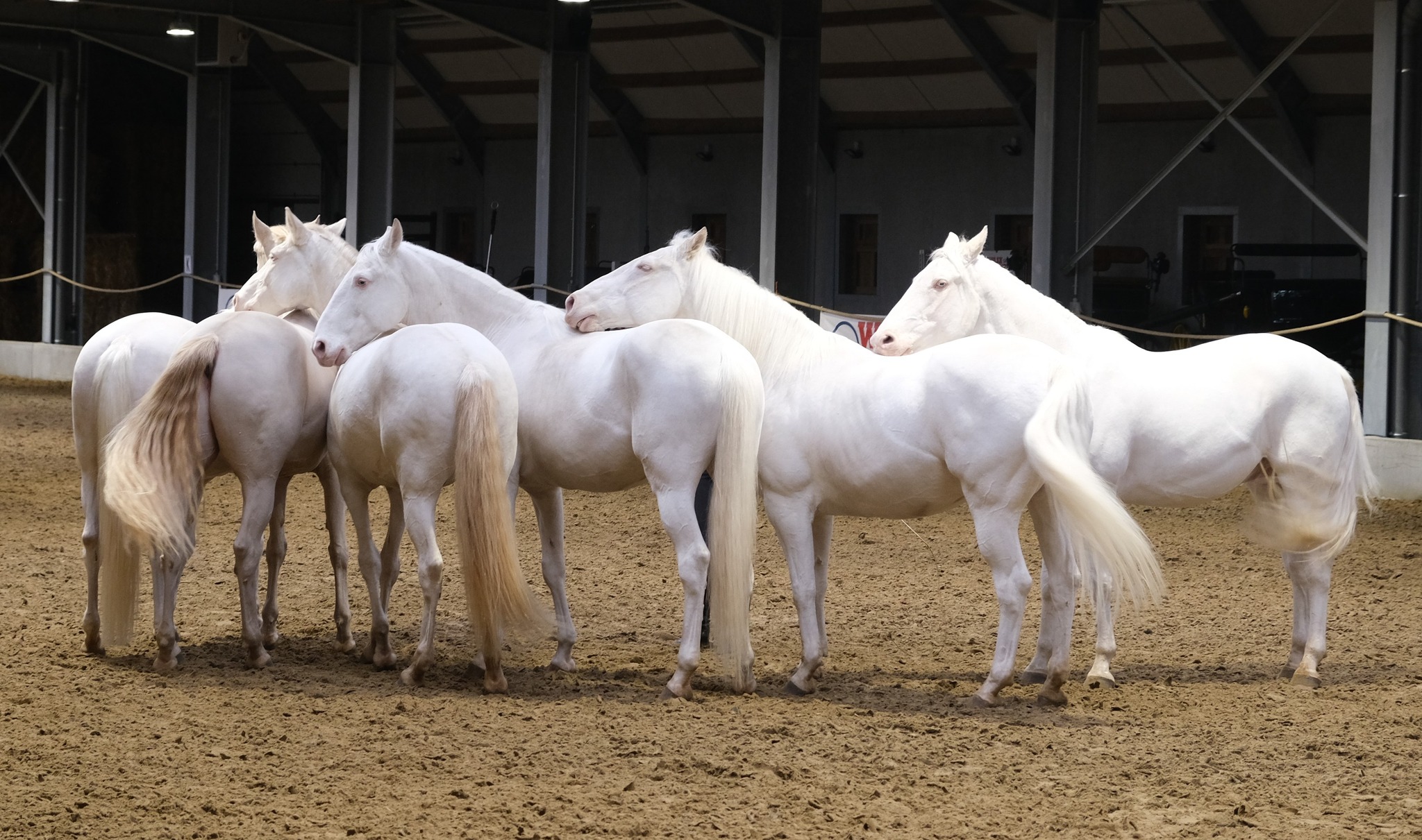 486662834 1078258027675123 1905356197800871225 N (1)