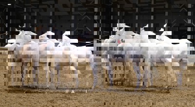 486662834 1078258027675123 1905356197800871225 N (1)