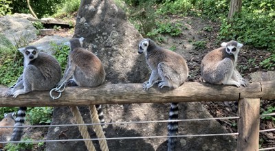 Pairi Daiza