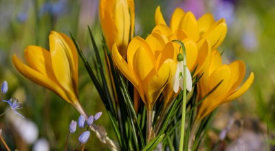 Couleur Crocus 3181187