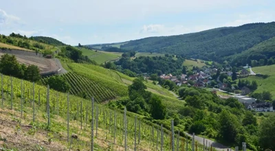 Wijndegustatie