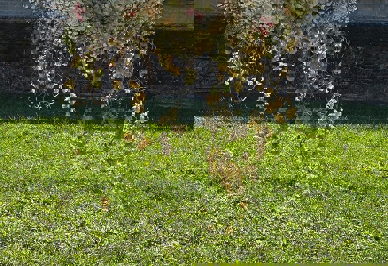 IMG 20250927 WA0013