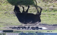 Dag 3 waterbuffel onderweg