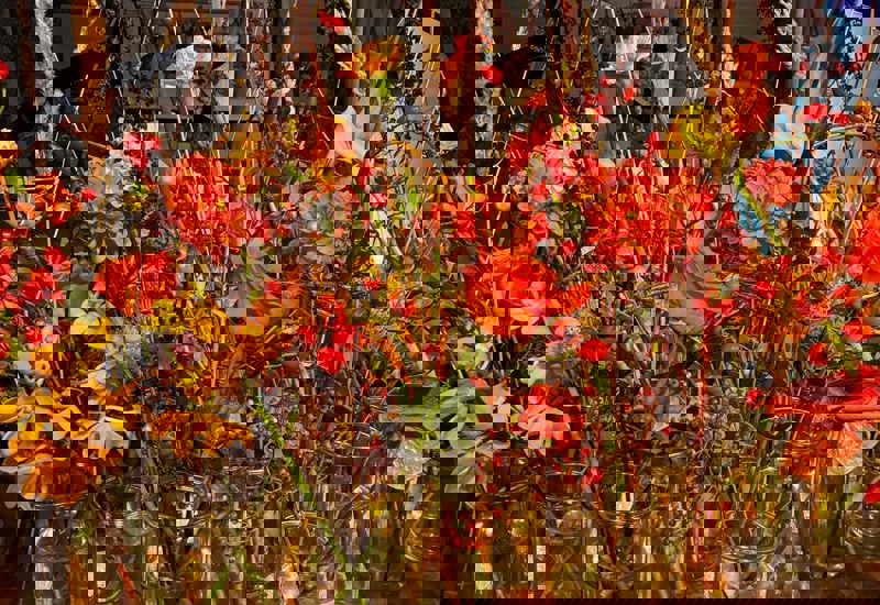 IMG 20250927 WA0001
