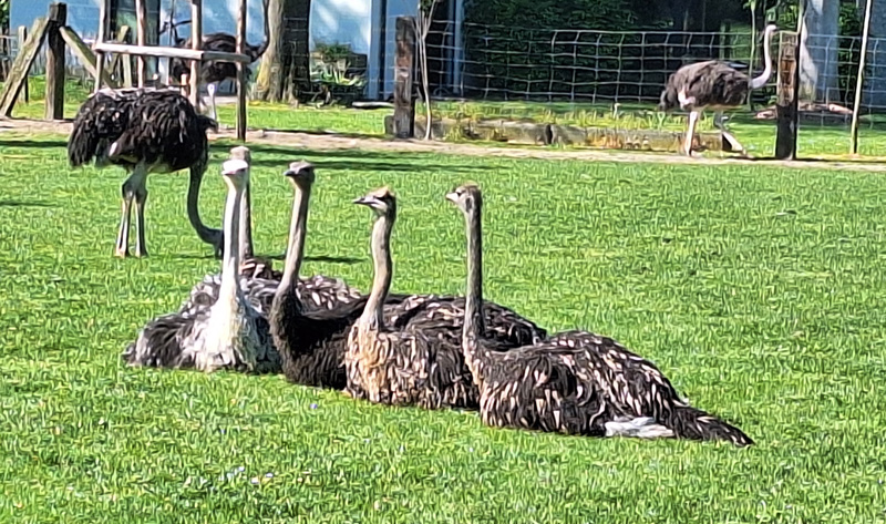 Stuisvogel