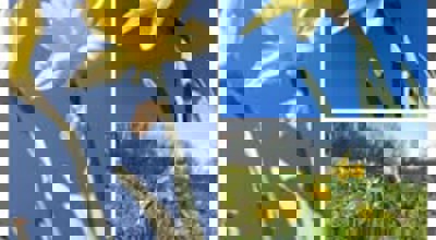 Narcissen