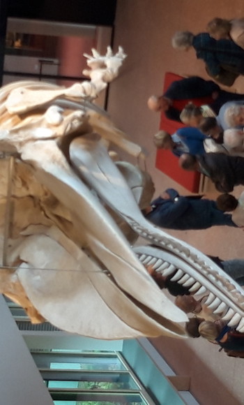 Visserijmuseum