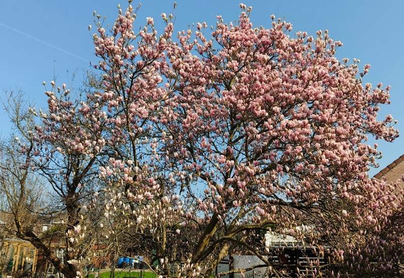 Magnolia