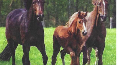 Paardenmelkerij En Haven Zeebrugge Fotos Paarden