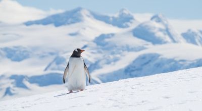 Antartica