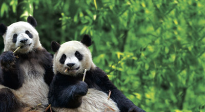 Pairi Daiza 1