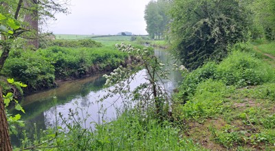lauw