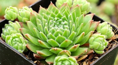 Afbeelding 1 (3)