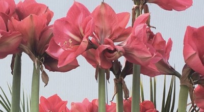 Amaryllis